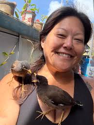 Lost mynah bird in Hawaii Kai