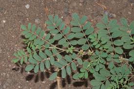 Image result for Indigofera microcarpa