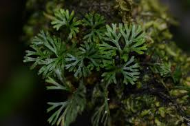 Image result for Elaphoglossum