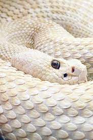 Colour 3 Whites White Snake Rare Albino Animals Snake Beautiful Snakes