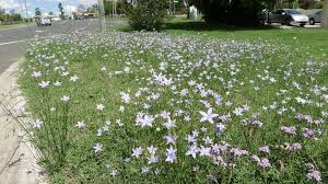 Image result for Wahlenbergia undulata