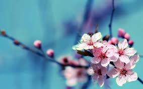 Free download high quality wallpapers gorgeous images. Free Download Hd Flowers Wallpapers 1080p 1920x1200 For Your Desktop Mobile Tablet Explore 44 Hd Wallpapers Of Flowers Flower Wallpaper For Computer Wallpaper Flowers Pictures Flower Wallpaper For My Desktop
