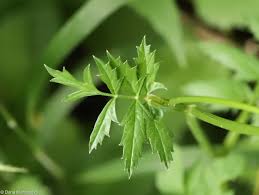 Image result for Pimpinella ledermannii