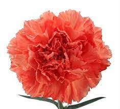 Hermes Orange Standard Carnation Carnations Flowers By Category Sierra Flower Finder Carnations Flowers Hermes Orange