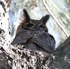 Img 9794 2x Great Horned Owl Horned Owl Great Horned Owl Owl