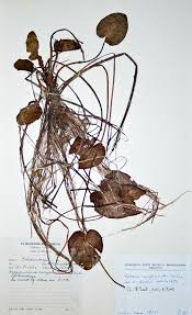 Image result for Caldesia