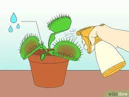 Take special care during the dormancy period; How To Care For Venus Fly Traps With Pictures Wikihow
