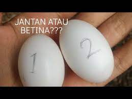Di bawah jarum diletakkan telur yang akan ditentukan jenisnya. Membedakan Telor Merpati Jantan Dan Betina Youtube