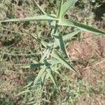 Image result for Phragmites mauritianus