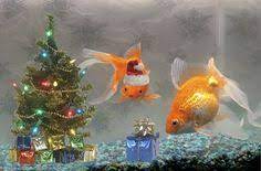 There's not much out there commercially in terms of christmas decorations for aquariums, but no matter. 14 Christmas Fish Tank Ideas Fish Tank Christmas Fish Tank Decorations