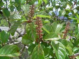 Image result for Hymenodictyon parvifolium