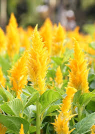 Image result for Celosia argentea