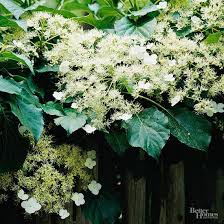 When hydrangea plants are given plenty of growing space in the garden. How Can I Get My Climbing Hydrangea To Bloom Better Homes Gardens