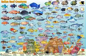 Belize Maps Dive Fish Id Cards
