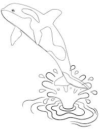 Killer whale coloring page coloring page. Pin On Things To Do On Non Busy Weekends