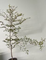 Image result for Terminalia boivinii