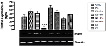 Image result for Buchholzia