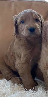 If you are looking to adopt or buy a goldendoodle take a look here! Goldendoodle Puppies Of Texas Home Facebook