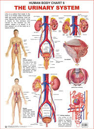 Human Body Charts The Urinary System
