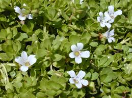 Image result for Bacopa hamiltoniana