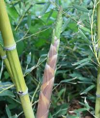 Image result for Pilea bambuseti