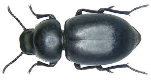 Image result for Trachypogon chevalieri