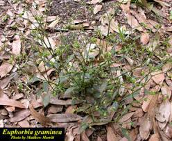 Image result for Euphorbia graminea