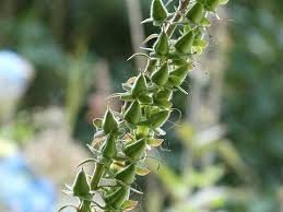 Image result for Crotalaria torrei
