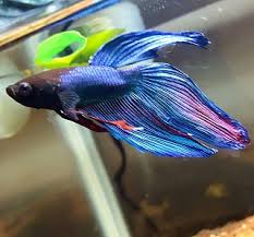 Herr müller bleibt vor dem haus stehen. Does My Betta Have Anchor Worms Or Ick Aquarium Advice Aquarium Forum Community