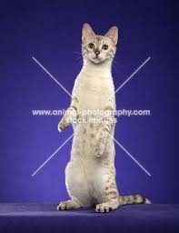 все породы кошек с фотографиями и названиями по алфавиту Pin Ot Polzovatelya Inakosorukova Kosorukova Na Doske Porody Koshek Po Alfavitu Alfavit