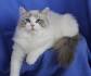 The Bicolor Ragdoll Cat | Ragdoll Cat Colors and Patterns