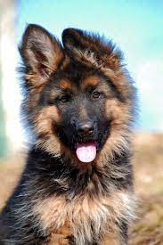 A long coat german shepherd dog can be a child's alert and protective best friend ~ you can let them play in the yard with confidence. Pin On German Shepherd Puppy
