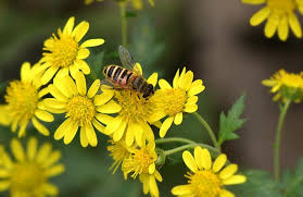 Image result for Chrysanthellum indicum