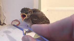 Helping A Baby Sparrow Youtube