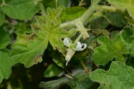 Image result for Solanum capsicoides
