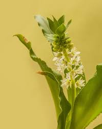 Image result for Eucomis zambesiaca
