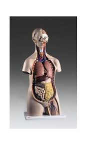 Товар 3 medical anatomical human torso body model anatomy internal organ teaching mold 2 1 x human torso model. Torso Anatomical Model Classic Sex Less Torso