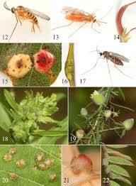 Image result for Tephrosia lurida