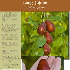 Dried jujube chips available in bulk. 7 Varieties Of Jujube Fruit Trees In Stock 75 00 Each Check Out All Our Other Fruit Trees We Have To Choose From Plant Now For Best Tropica Mango Rare And Exotic