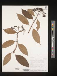 Image result for Chassalia umbraticola