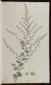 Image result for Atriplex halimus