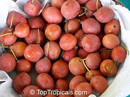 Image result for Garcinia livingstonei