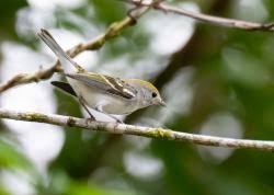 Image result for Tragiella natalensis