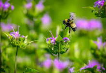 6th Annual Pollinatorpalooza