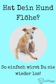Der Floh Ist Los Wie Bekomme Ich Den Floh Wieder Los Midoggy Community Flohe Hund Hunde Flohe Beim Hund