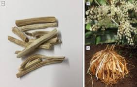 Image result for Asparagus racemosus
