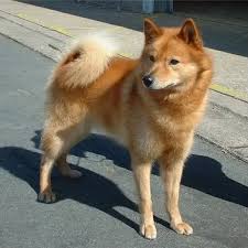 The Dog That Looks Like A Fox And 17 Other Foxy Dog Breeds Breederretriever Breederretriever Rare Dog Breeds Rare Dogs Spitz Dogs