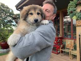 This bay area dog rescue is where you can adopt your new best friend. Your Daily Dose Of Cute Puppies Up For Adoption Now In The Bay Area