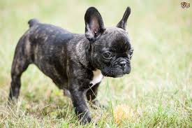 French bulldogs are a brachycephalic breed, which is a fancy way of saying they have short, smashed faces. French Bulldog Puppies Price Range How Much Do French Bulldogs Cost