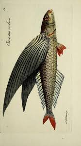 Dark Silence In Suburbia Fish Illustration Fish Drawings Animal Illustration